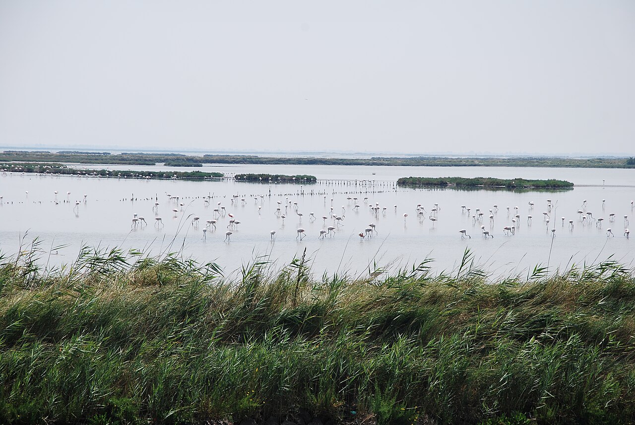Fenicotteri nel territorio del Delta del Po